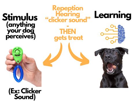 How Does Clicker Training For Dogs Work