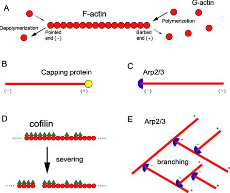 Actin filament kinetics. (A) Filamentous actin (F-actin) is a polar... | Download Scientific Diagram