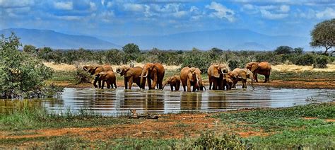 Free Image on Pixabay - Elephants, Watering Hole, Safari | Africa travel, Visit south africa ...