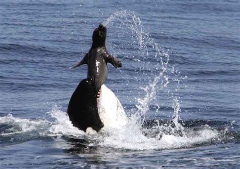 Adult female killer whale grabs a young elephant seal