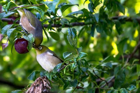 Birds That Eat | Hot Sex Picture