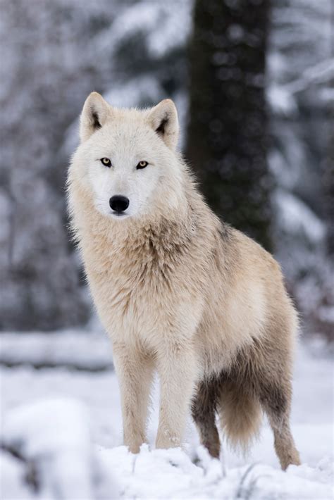 Loup blanc arctique | Parc Animalier Sainte-Croix