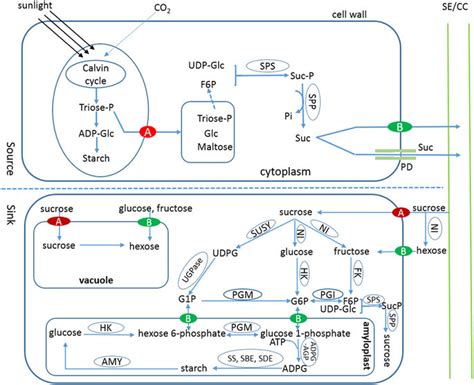 Sucrose (Suc) synthesis, metabolism and transport in plant cell.:... | Download Scientific Diagram