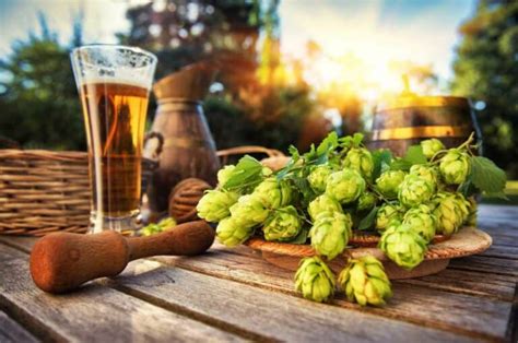 What are Hops in Beer? (Different Types of Hops)