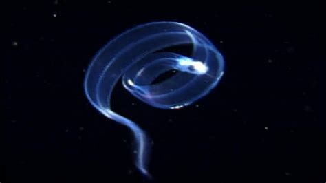 Nature - The Eel Life Cycle - Twin Cities PBS