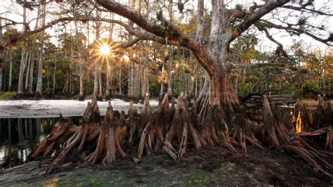 Memorial Sunrise - Florida Cypress Swamp - Matt Tilghman Photography