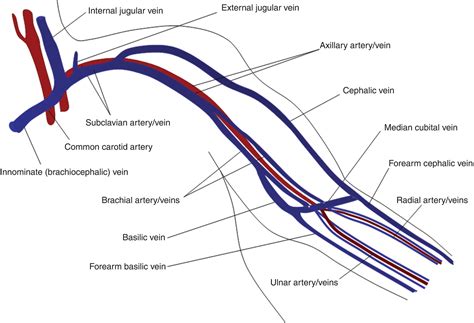 Anatomy Of Upper Extremity Veins