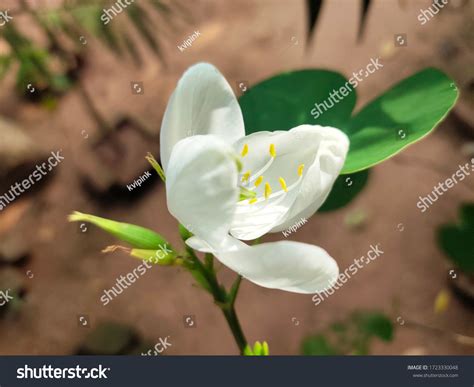 Kachnar Flower White in Malayalam Called Stock Photo 1723330048 | Shutterstock