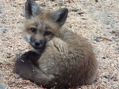 Fox Puppy by SheltieWolf on DeviantArt