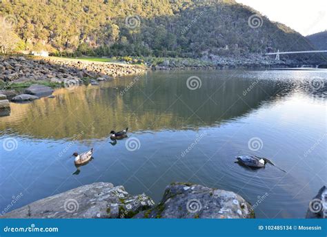 Cataract Gorge reserve stock photo. Image of park, reserver - 102485134