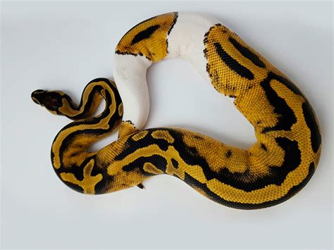 Morph List - World of Ball Pythons