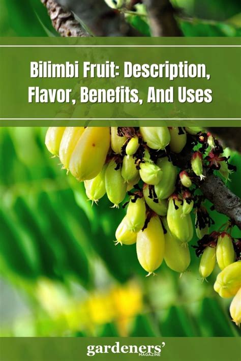 Bilimbi Fruit: Description, Flavor, Benefits, And Uses - Gardeners' Magazine