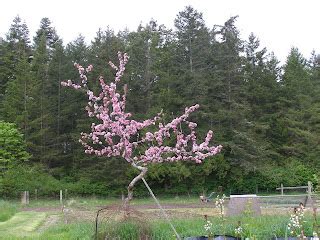 Thousand Flower Farm: Apple Blossoms