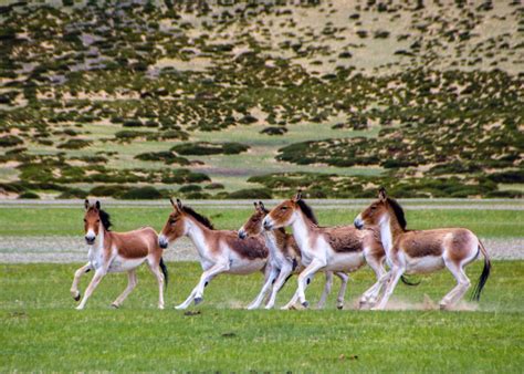 Bird Watching In Ladakh | Ladakh Birding Tours India | Birds Of Ladakh