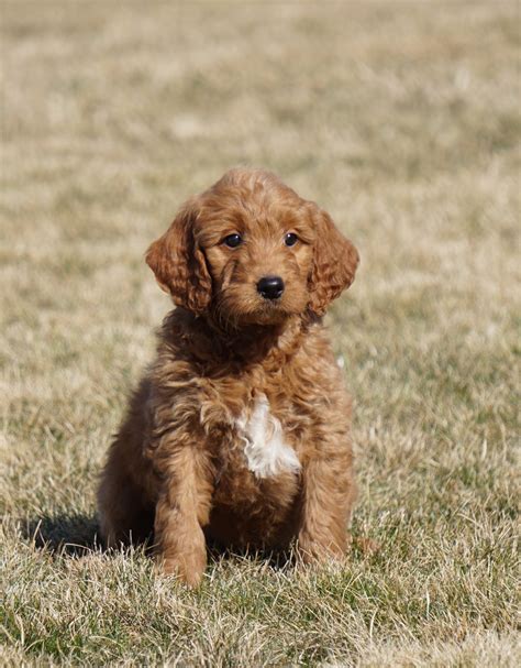 Mini Goldendoodle For Sale Loudonville, OH Male- Anson – AC Puppies LLC