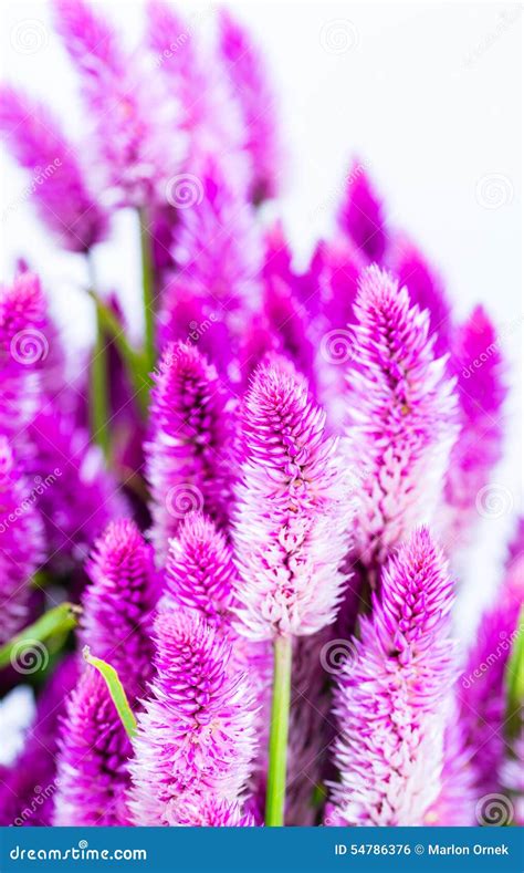 Purple cattail flower stock photo. Image of spikelet - 54786376