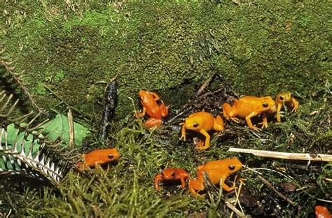 Golden Mantella Frog gathering on breeding grounds