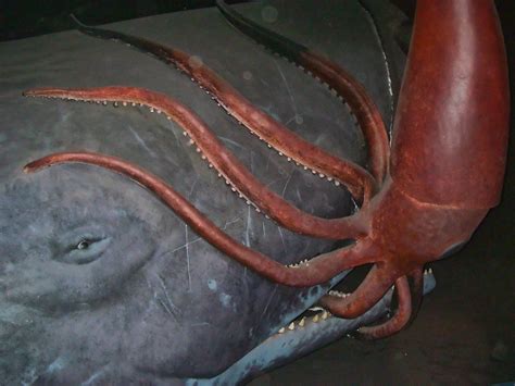 Giant Squid Vs Sperm Whale Video