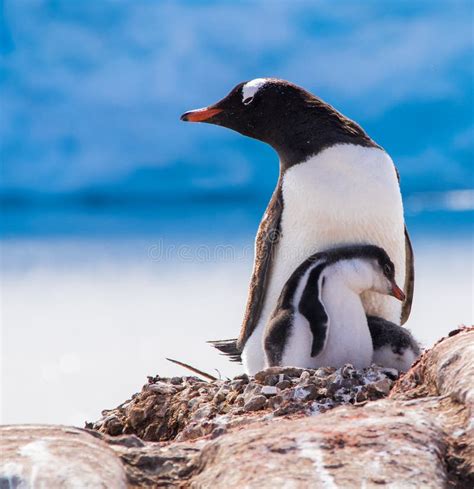 Mother Gentoo Penguin Her Babies Antarctica Stock Photos - Free ...