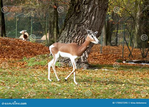 Gazelle in Its Natural Habitat on a Sunny Summer Day Stock Image ...