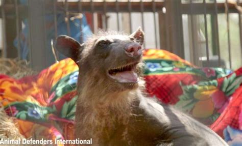 After Decades Of Abuse, Balding Bear Gets Happy Rescue - The Dodo