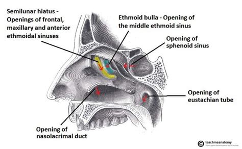 The Nasal Cavity - Structure - Vasculature - Innervation - TeachMeAnatomy