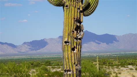 Target shooting damage on the Sonoran Desert National Monument | 12news.com