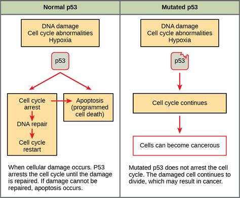 Cancer and the Cell Cycle | OpenStax Biology 2e