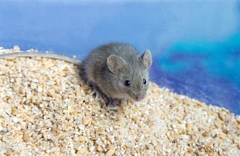 Premium Photo | A small gray mouse is sitting on a grain of wheat ...