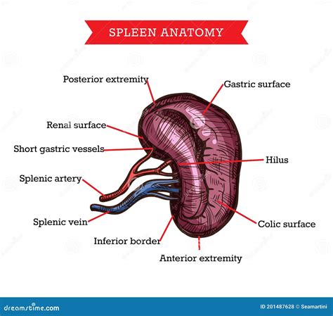 Human Spleen Anatomy, Vector Medicine Aid Scheme Stock Vector - Illustration of human, healthy ...