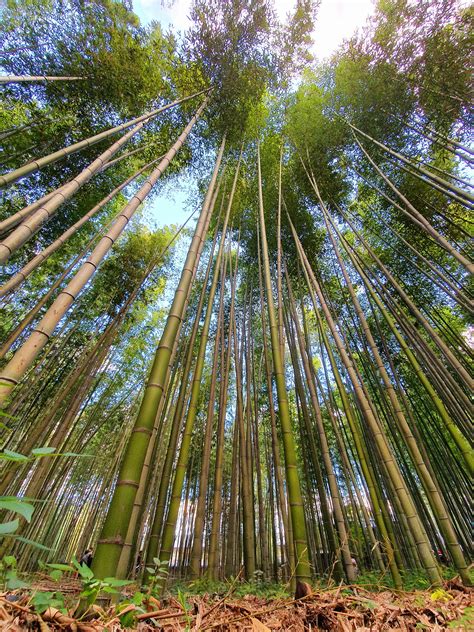 Bamboo forest. Kyoto, Japan [OC] [4608x3456] : r/EarthPorn