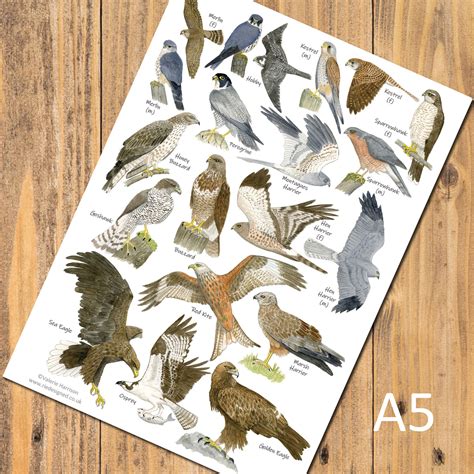 British Birds of Prey Identification A5 Card Postcard, Art Print