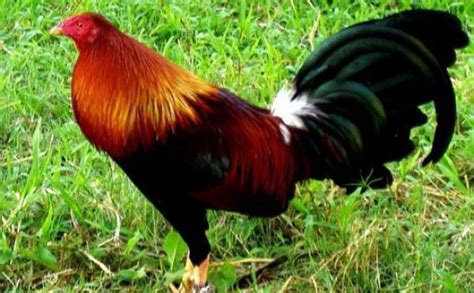 Ajaib! Ayam Jago Ini Bertelur Tiap Hari - Tribunnews.com