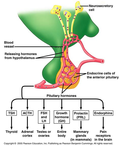 Endocrine System pptx.pptx on emaze