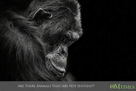 Are There Animals That Are Not Sentient? - OMTimes Magazine