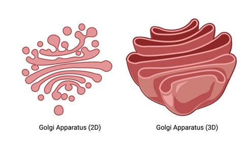 Golgi Apparatus: Function, Definition, Structure & Formation