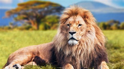 Lion Animal Wallpapers - Wallpaper Cave