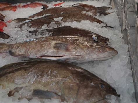 Snapper vs. Grouper, What's The Difference? - Wild Seafood Market