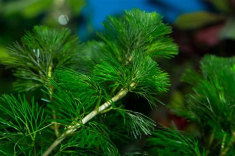 15 Tall Aquarium Plants Every Beginner Should Try