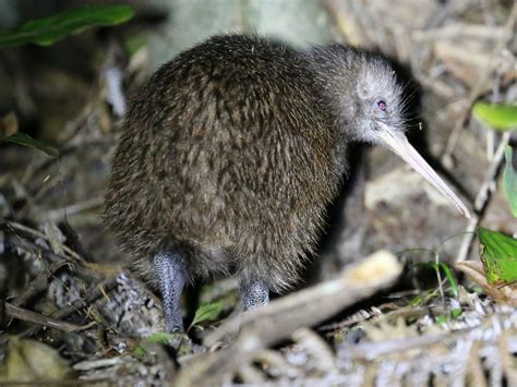 North Island Brown Kiwi - eBird