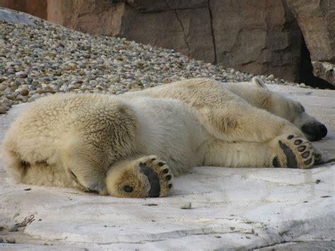 Free photo: Sleeping, Polar Bear, Sleep, Nap - Free Image on Pixabay ...