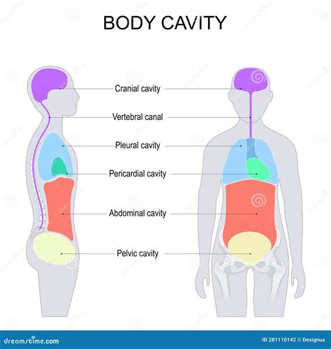 Dorsal And Ventral Body Cavities For Internal Organs Or Viscera Vector Illustration ...