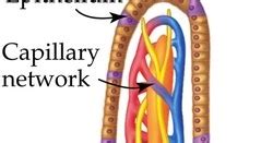 ARCHANA'S BLOG: Villus Structure