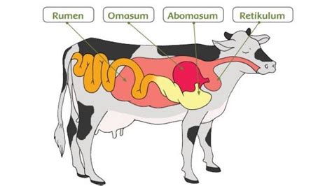 Materi Sekolah: Organ Pencernaan Hewan Ruminansia, Sistem Pencernaan ...