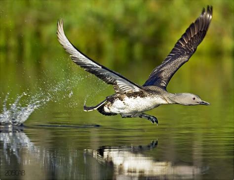 testclod: Un canard sauvage prend son envol