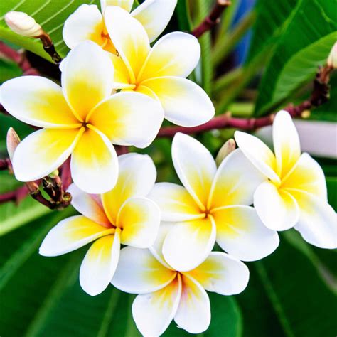 Exotic Rooted Plumeria Plants For Sale Online | Frangipani – Easy To Grow Bulbs