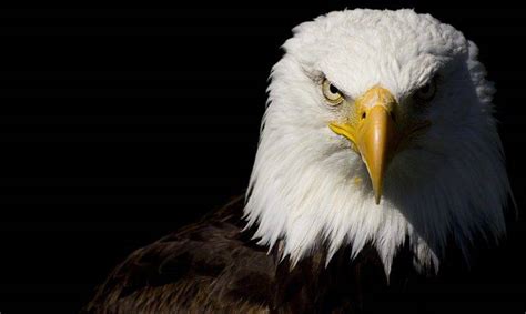 eagle Wallpapers HD / Desktop and Mobile Backgrounds