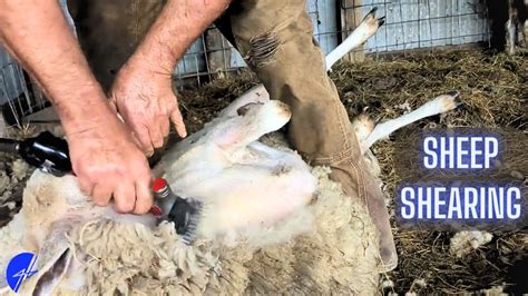 Sheep Shearing is like Jiu-Jitsu - YouTube