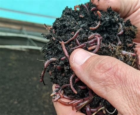 vermiculture Artigos - Wikifarmer