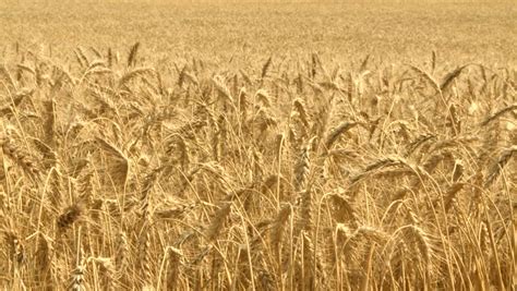 SPRINGFIELD, ILLINOIS - CIRCA 1940: Farmers Harvesting Golden Ripe Wheat From Their Fields In ...